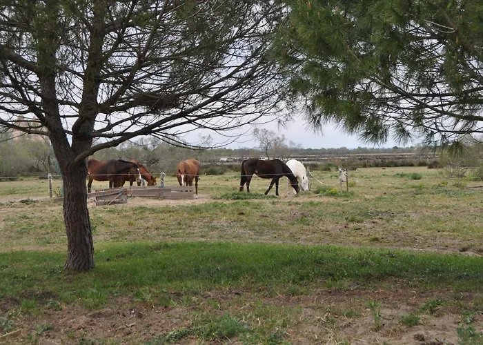 Vacances En Camargue Proche De La Mer Climatise