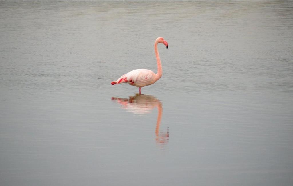 En Camargue Proche De La Climatise Appartement Aigues-Mortes